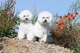 BICHON FRISE 233